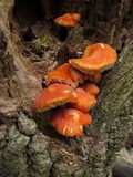 Pluteus aurantiorugosus image