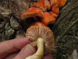 Pluteus aurantiorugosus image