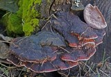 Fomitopsis cajanderi image