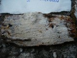 Image of Phlebia diffissa