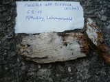 Phlebia diffissa image