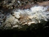 Crustoderma corneum image