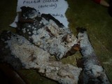 Crustoderma corneum image