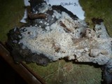 Crustoderma corneum image
