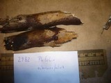 Phlebia ochraceofulva image