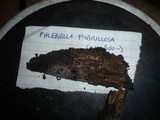 Phlebiella fibrillosa image
