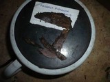 Phlebiella fibrillosa image