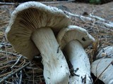 Tricholoma pardinum image