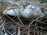 Tricholoma pardinum image