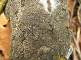 Phaeophyscia ciliata image