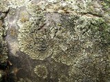 Phaeophyscia ciliata image
