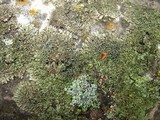 Phaeophyscia ciliata image