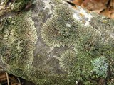 Phaeophyscia ciliata image