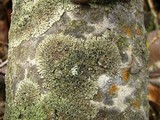 Phaeophyscia ciliata image
