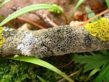 Phaeophyscia ciliata image