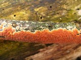 Phlebia coccineofulva image