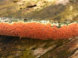 Phlebia coccineofulva image