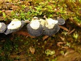 Resupinatus applicatus image