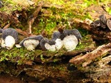 Resupinatus applicatus image