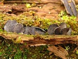 Resupinatus applicatus image