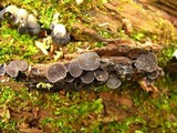 Resupinatus applicatus image