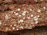 Lepraria normandinoides image