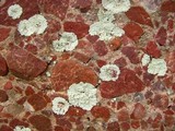 Lepraria normandinoides image