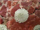 Lepraria normandinoides image