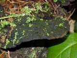Ischnoderma benzoinum image
