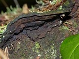 Ischnoderma benzoinum image