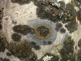 Caloplaca cerina image