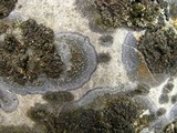 Caloplaca cerina image
