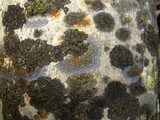 Caloplaca cerina image