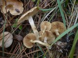 Pholiota gummosa image