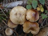 Pholiota gummosa image