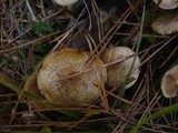 Pholiota gummosa image