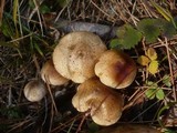 Pholiota gummosa image