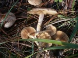 Pholiota gummosa image