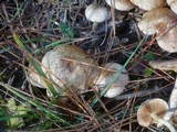Pholiota gummosa image