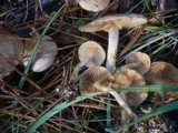 Pholiota gummosa image