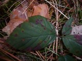 Phragmidium violaceum image