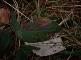 Phragmidium violaceum image