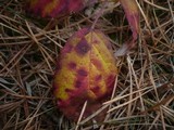 Phragmidium violaceum image