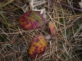 Phragmidium violaceum image