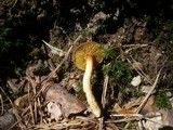 Phylloporus pelletieri image