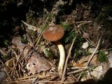 Phylloporus pelletieri image