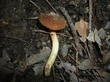Phylloporus pelletieri image