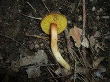 Phylloporus pelletieri image