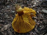 Phylloporus pelletieri image