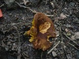 Phylloporus pelletieri image